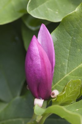 Tulip Tree Bud