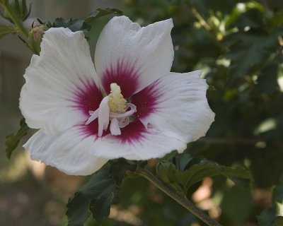 Rose of Sharon