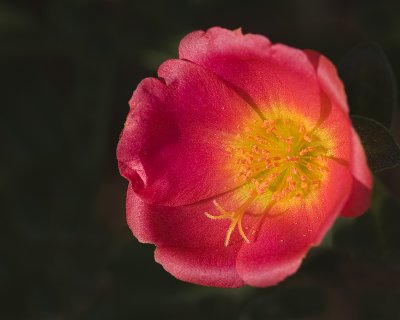 Red Purslane