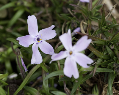 Creeping Phlox