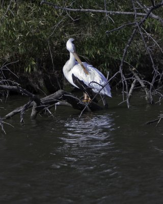 Pelican Too