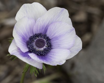 Violet Grecian Windflower