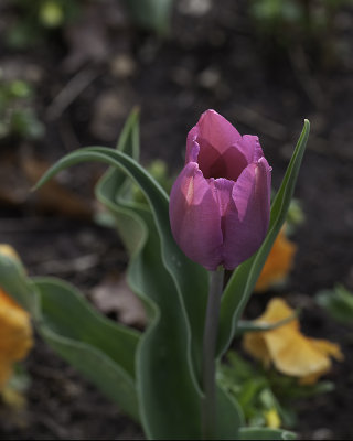 Fuchsia Tulip Too