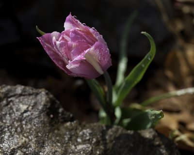 Fuchsia Tulip
