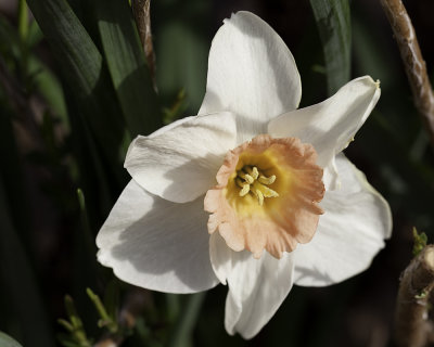 Daffodil - 2