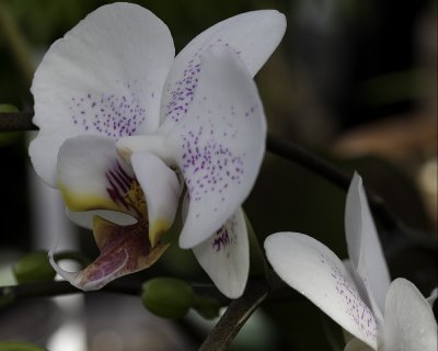 Phalaenopsis - Diana