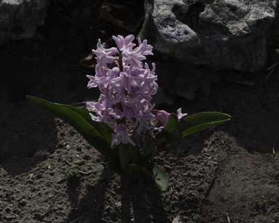 Pink Hyacinth Too