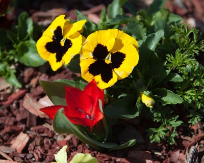 Red Tulip and Pansies