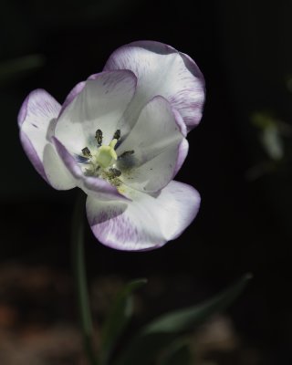 White and Violet Tulip