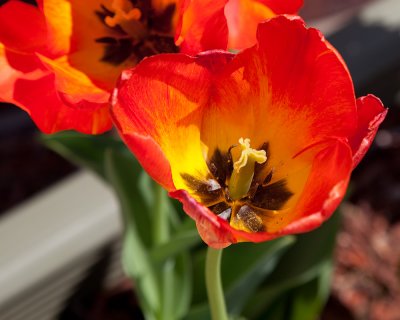 Orange Yellow Tulip