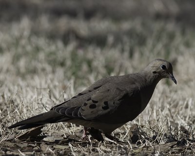 Grounded Dove