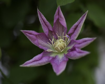 Blooming Clematis