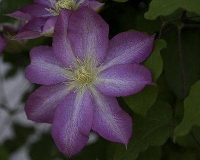 Violet Clematis