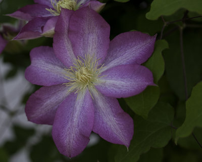 Violet Clematis in Full Bloom