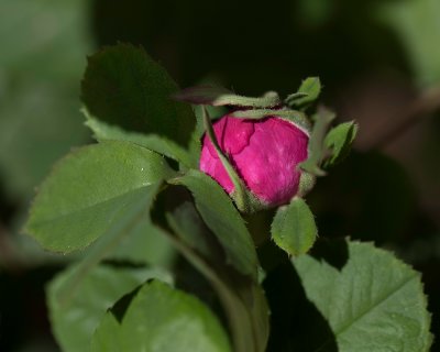 Little Red Rose Bud