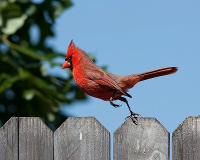 Cardinal Takeoff