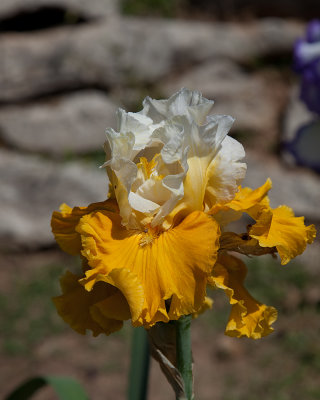 Yellow with Interloper