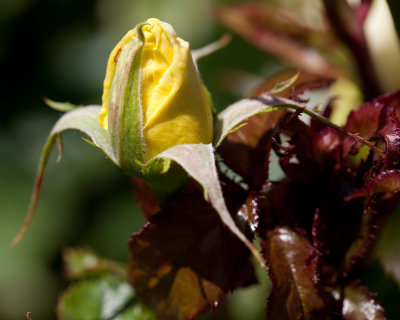 Yellow Rose Bud