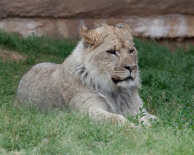 Young Lion Watching Young Humans