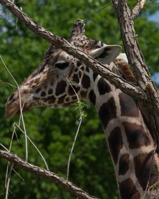 Giraffe Hiding In Tree