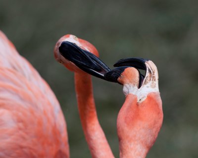 Flamingo Boingo