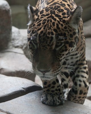 Jaguar