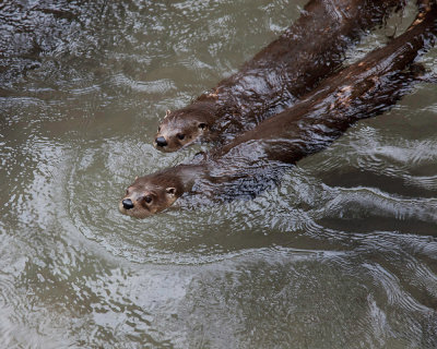 Pair of River Otters