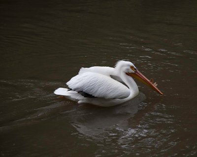 Pelican  Too