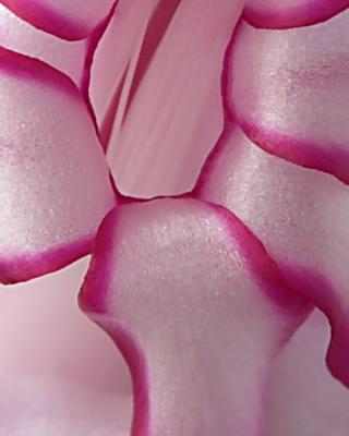 Hot Pink Interior