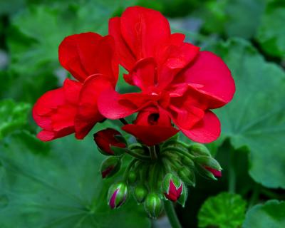 g3/46/261346/3/55387433.RedGeranium.jpg