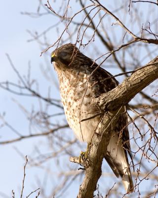Hawk - 2