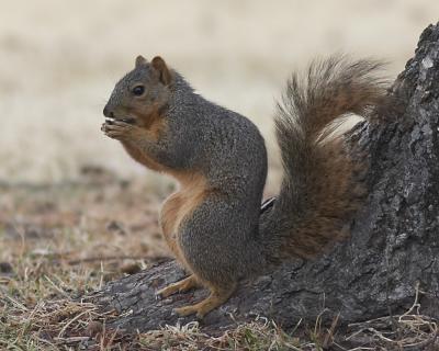 Munching Squirrel