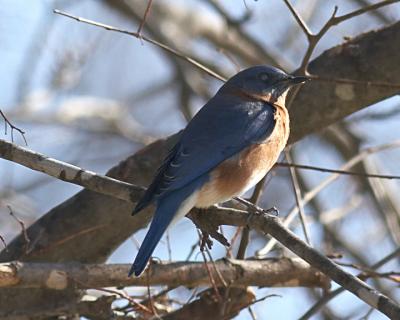 Bluebird - 1