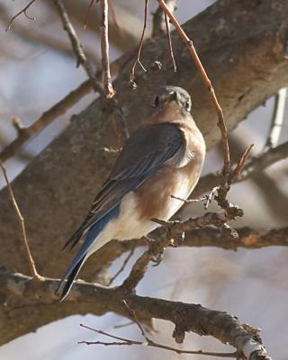 Bluebird - 2