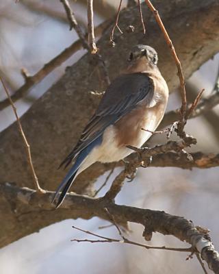 Bluebird - 3