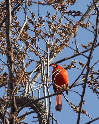 Cardinal - 1