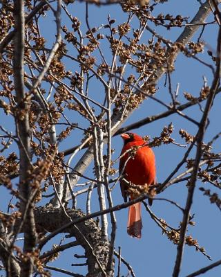 Cardinal - 2