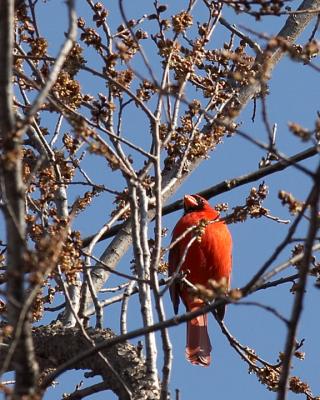 Cardinal - 3