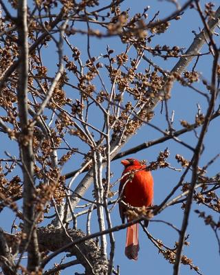 Cardinal - 4
