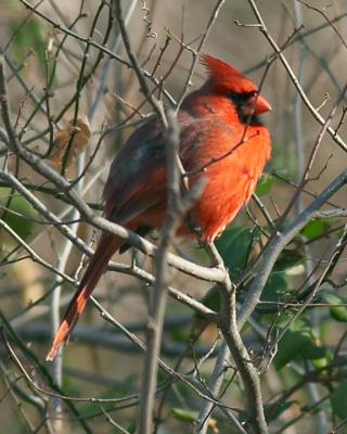 One Fat Cardinal