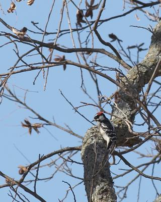 Downy  Woodpecker - 1