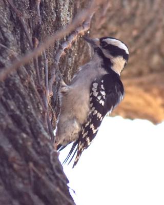Downy Woodpecker - 2