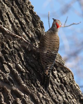 Yellow-Shafted Northern Flicker - 1
