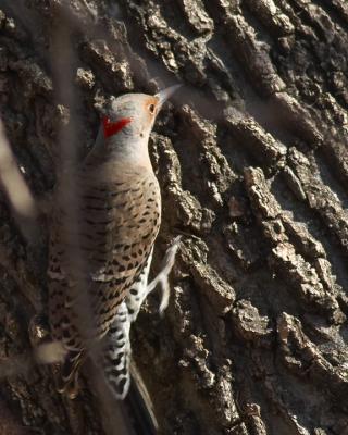 Yellow-Shafted Northern Flicker - 2