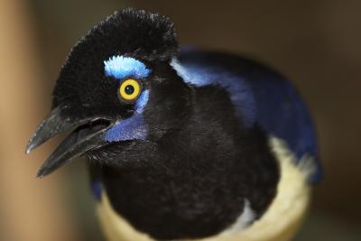 Jay Up Close
