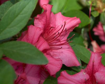 Red Azalea