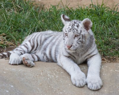 White Tiger Cub