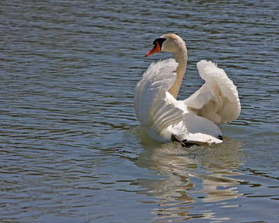 Swan-2
