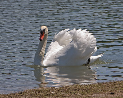Swan-3