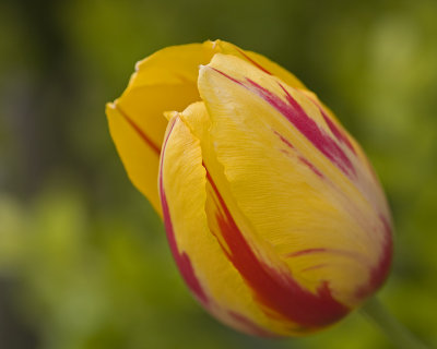 Tulip